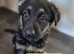 German Shepherd puppies