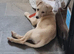 Female lurcher pup