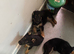 German Shepherd puppies for sale