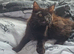 Kittens for rehoming