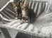2x tabby kittens 14 weeks old