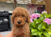 5 STAR - health tested puppies