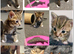 Kittens for sale