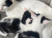 3 female kittens ready to go