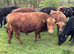 Registered Dexter Bull