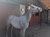 16hh+ TB mare 3 years untraced/ unbacked