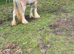 Cob colt 3 year old