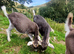 Wether Goats