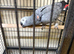 Tame male African grey