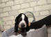X7 cockapoo F1B puppies