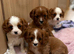 Beautiful cavalier puppies