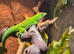 1.1 Hi Red Giant Day Gecko pair