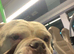 Perfect English bulldog