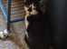 4x Beautiful Black and White Boy Kittens