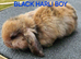 X2 boy baby mini lops (brothers)