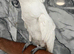 Friendly Super Tame Cuddly Umbrella Cockatoo Parrot,1