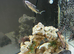 Pictus catfish