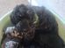 Puppies for sale