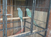 Indain ringneck Parrot gray/blue