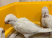 Hand reared Quaker baby