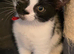 Beautiful kittens for sale looking for foreverr loving homes