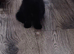 1 Adorable fluffy kitten