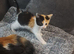 Two female kittens