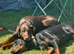 Beautiful family dobermanns *2 pups 2 boys*