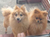 pomeranian called teddy for stud
