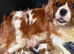 Stunning HEALTH TESTED cavalier pups