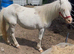 Spot mare 12hh