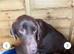 Kc registered chocolate girl