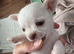 Malchi pups