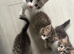 Bengal Maine coon cross kittens