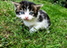Georgous Kittens Looking For A New Home