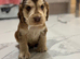kc Show type cocker spaniels