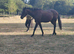 14.3/15hh thoroughbred gelding