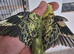 Budgies