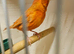 Stunning red hen