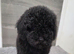 Poodle puppies