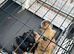 Full border terrier pups