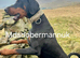 KC reg Dobermann puppies