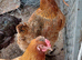 6 Autralaup hens 11 months old laying