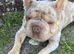 Big Rope Frenchie