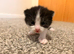 2 stunning black and white Kittens Left