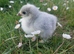 Lavender Pekin &ndash; Hatching Eggs