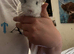 White chinchilla boy