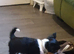 Longcoat chihuahua black