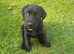 ***LABRADOR BOY PUPPY***