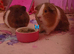 2 male guinea pigs, 11 months old